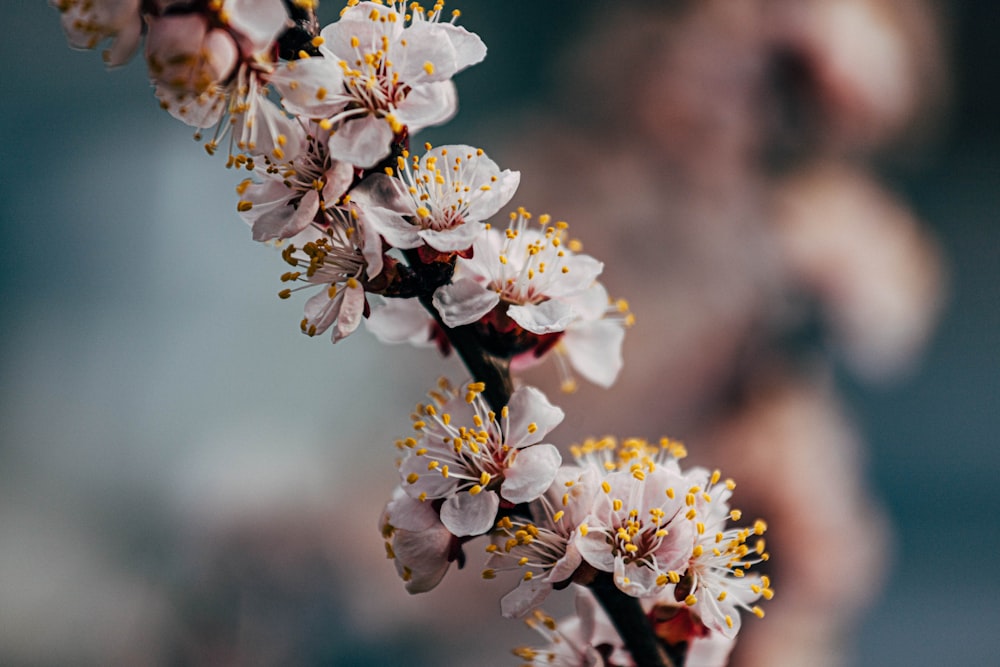 white cherry blossom in close up photography