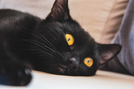 A cat lounging comfortably after a grooming session, showcasing a shiny coat.