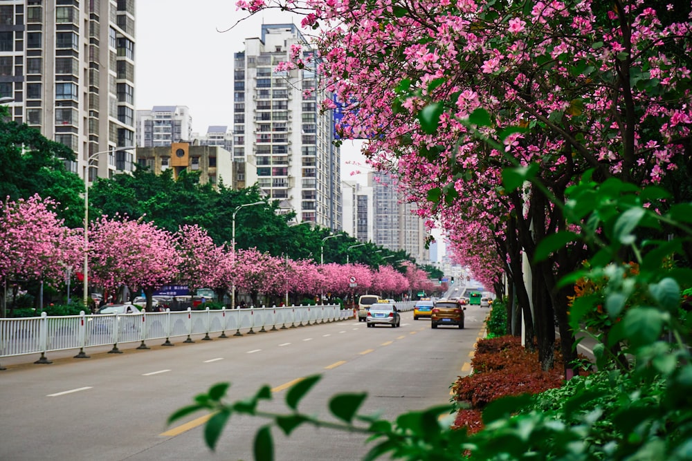 pink cherry blossom trees near city buildings during daytime
