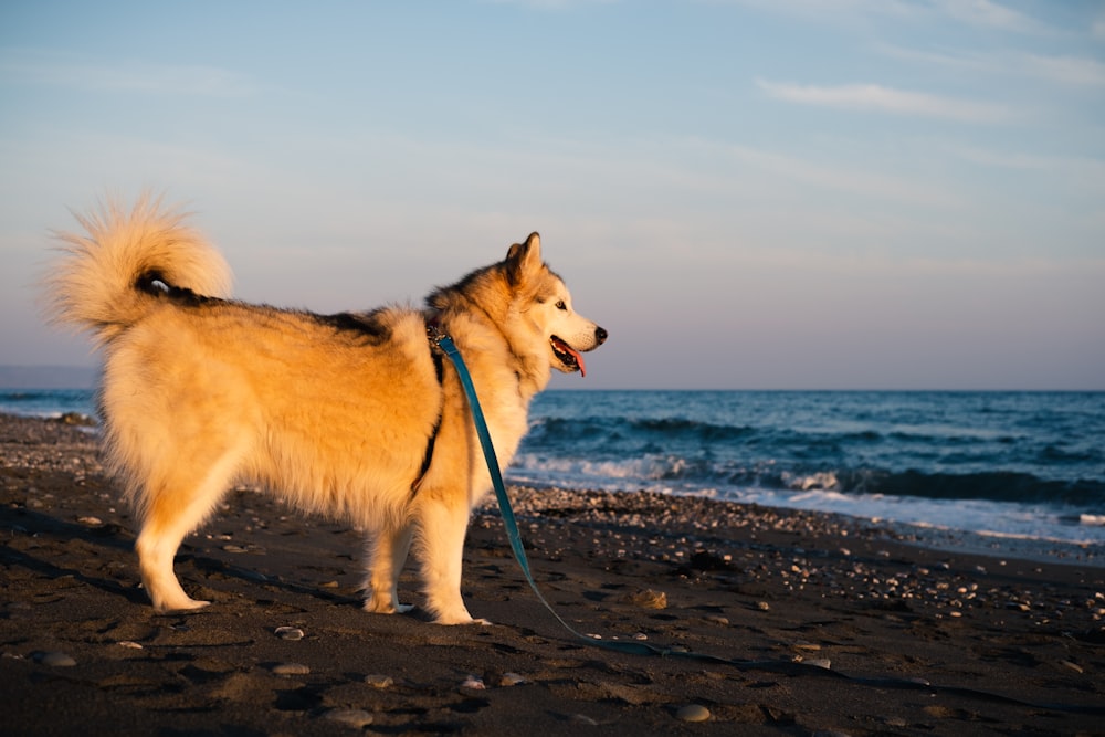 white and brown dog on beach during daytime
