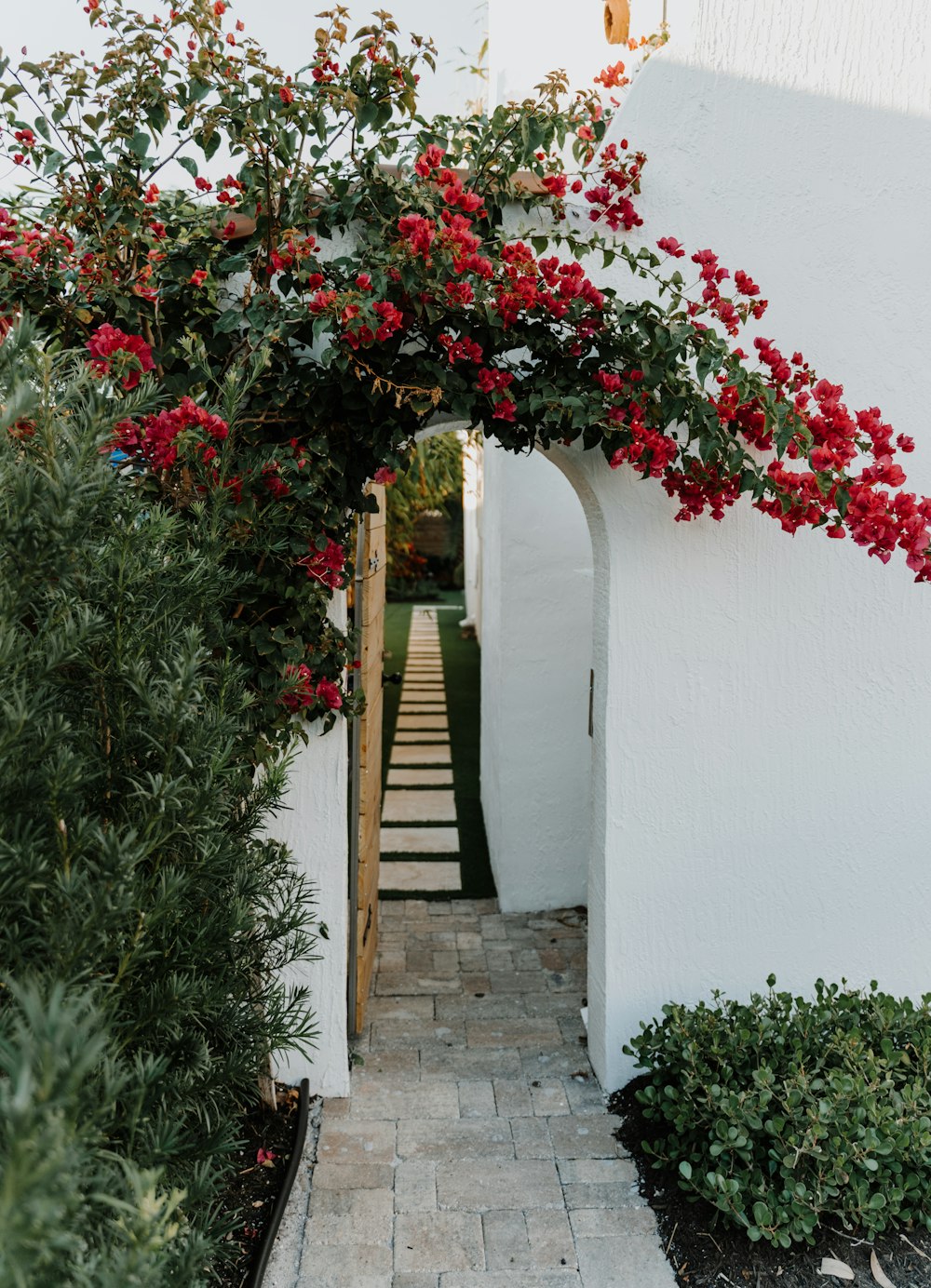 red and green plant on white wall