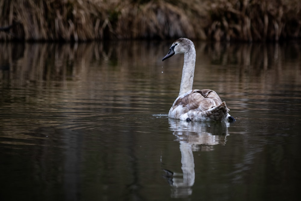 white and brown duck on water during daytime