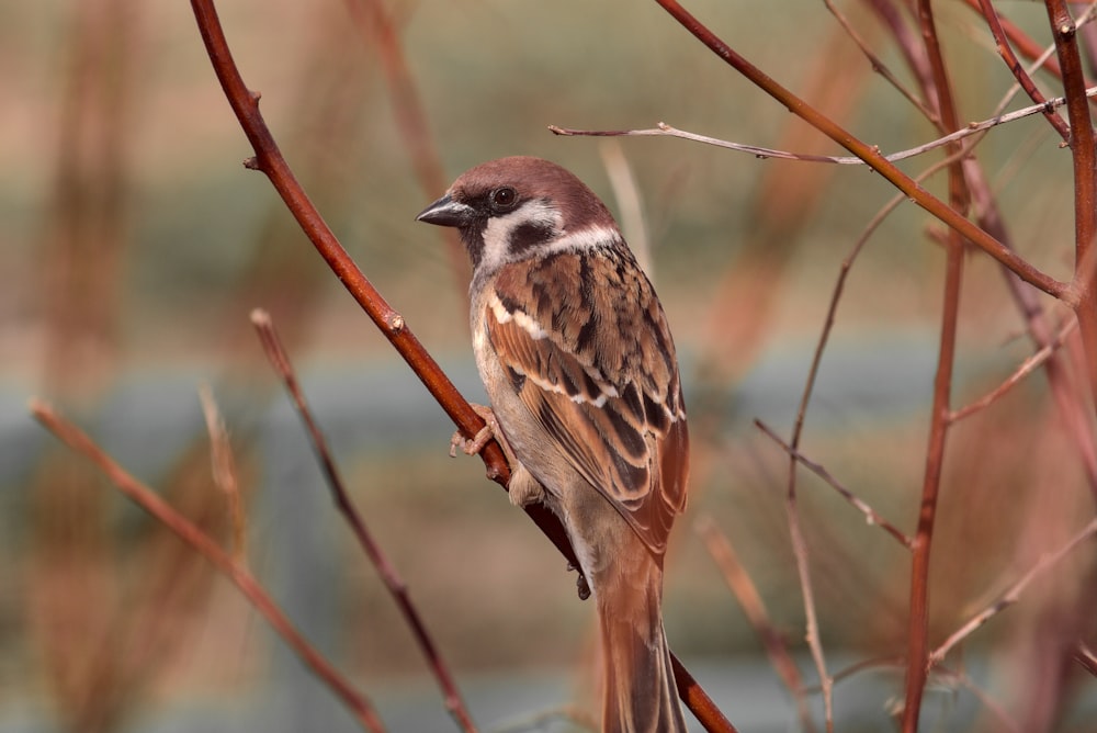 brown and white bird on brown tree branch