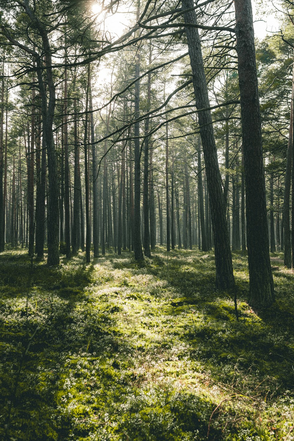 green grass and brown trees