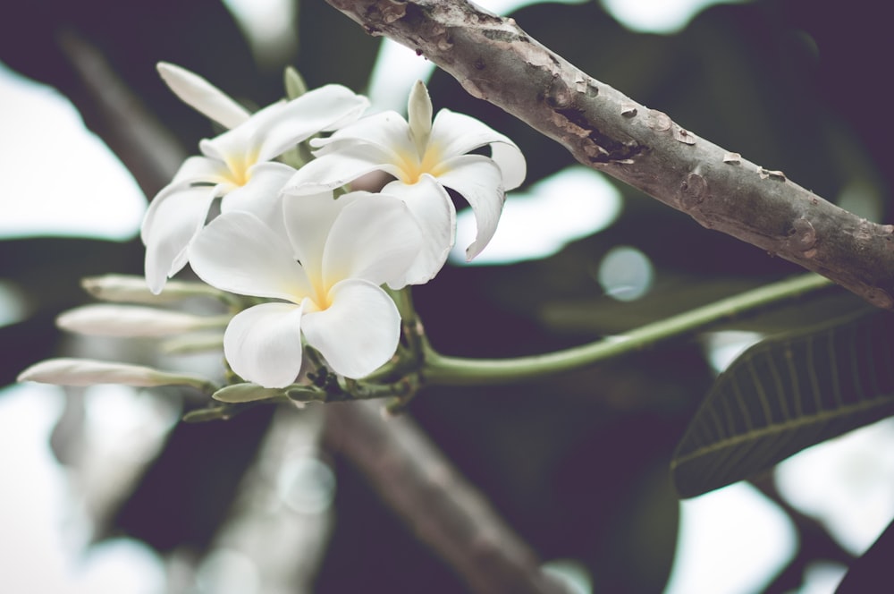 white and yellow flowers on brown tree branch