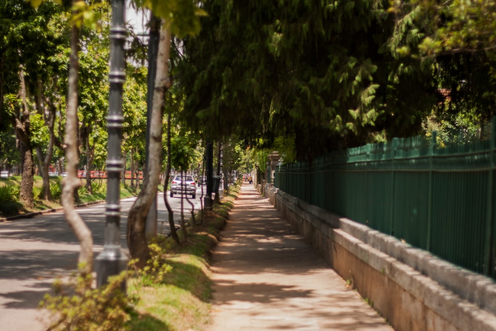 green trees beside concrete pathway