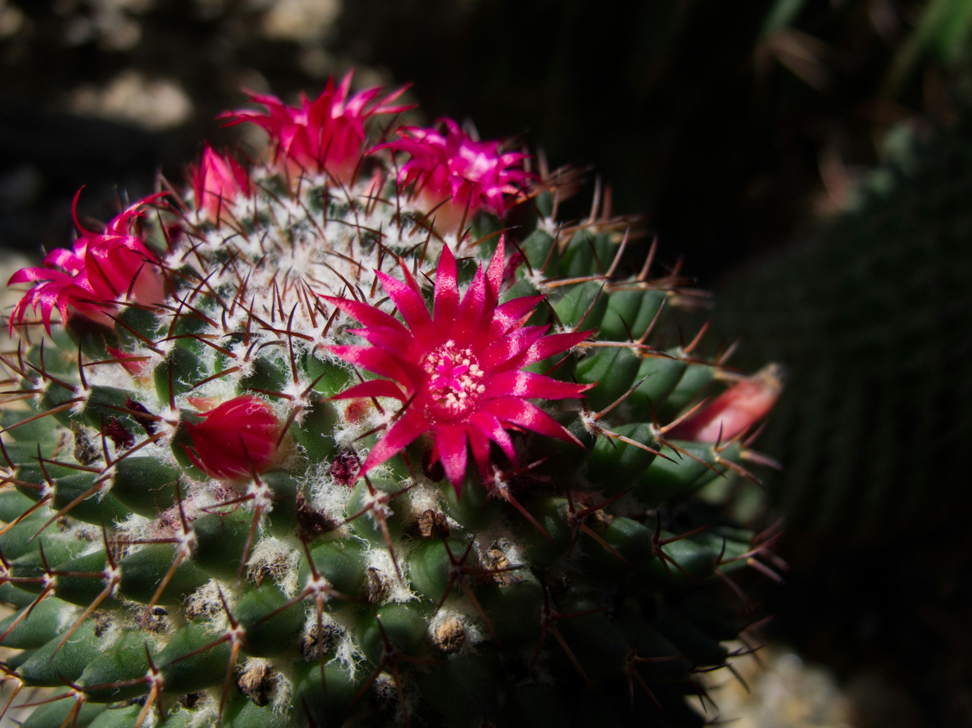 Dwarf globular cactus with vibrant red coloration