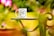 A white coffee mug featuring the logo 'HD Media' is placed on a green outdoor table, surrounded by vibrant and blurred pink and green foliage.