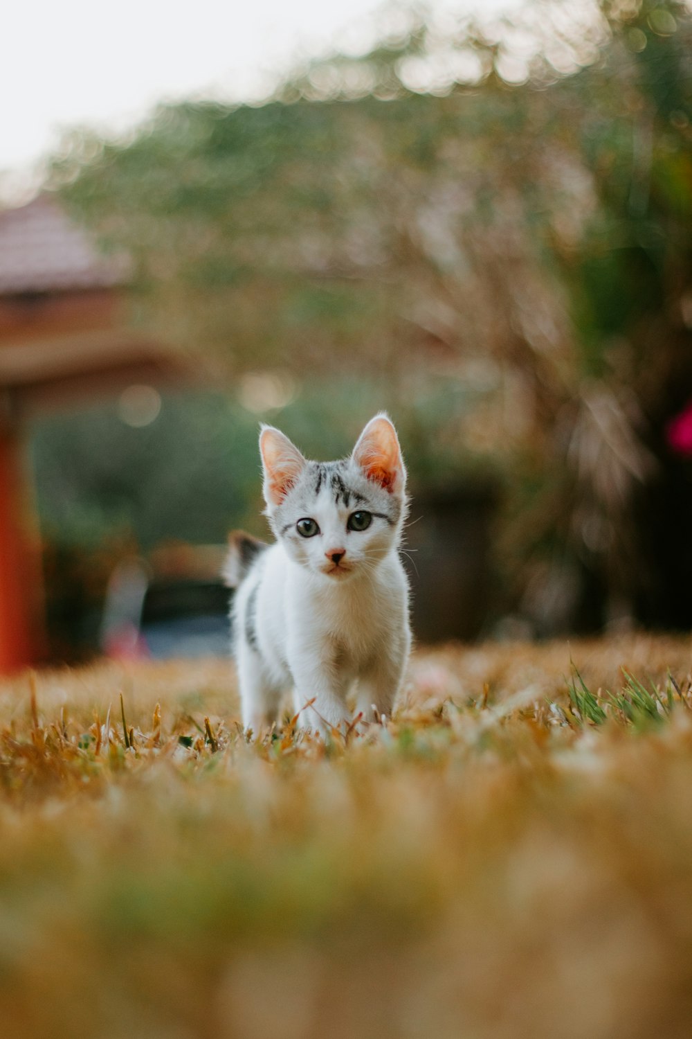 white cat on brown grass during daytime