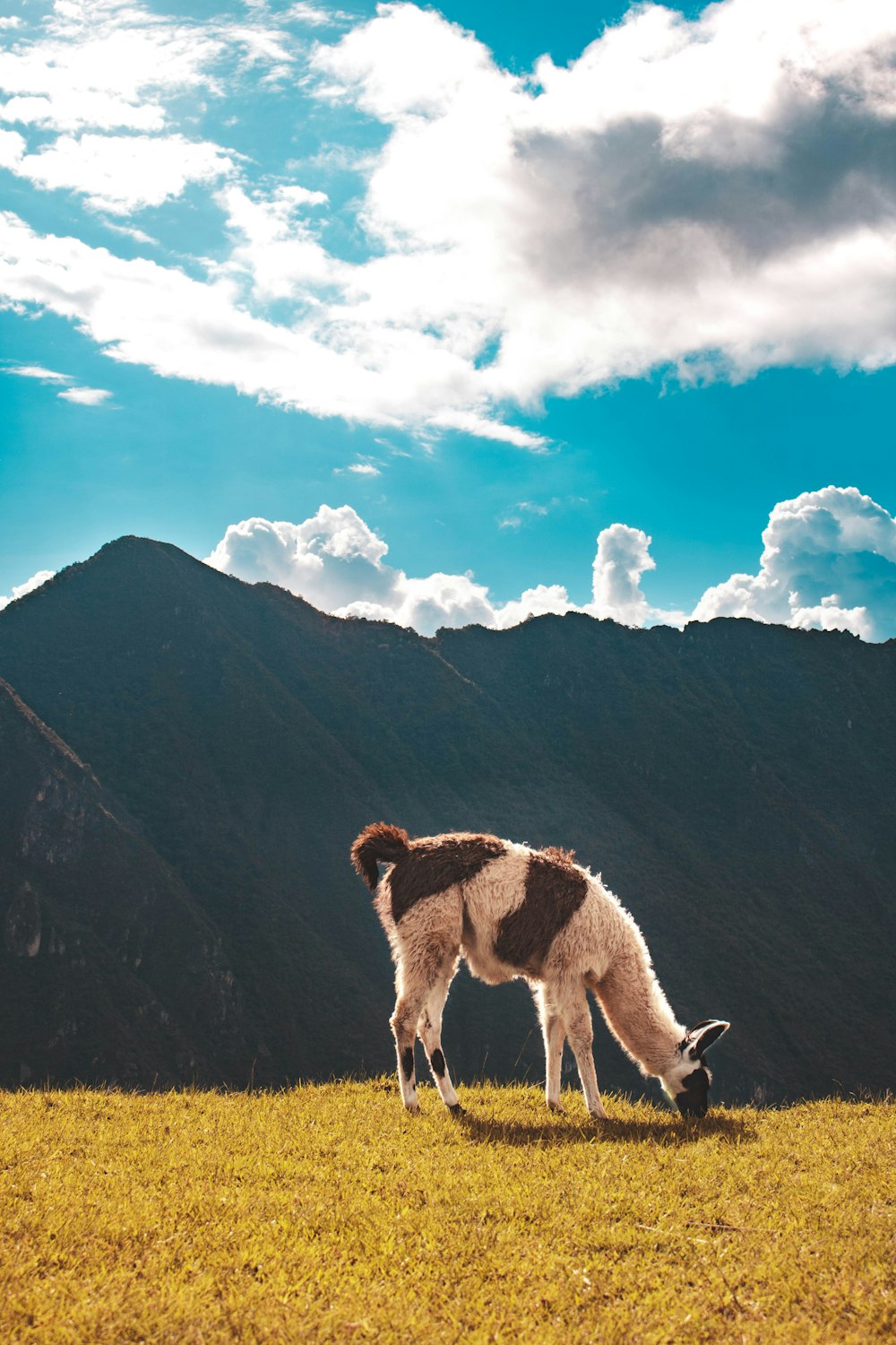 white and brown sheep on green grass field near mountain under blue and white cloudy sky