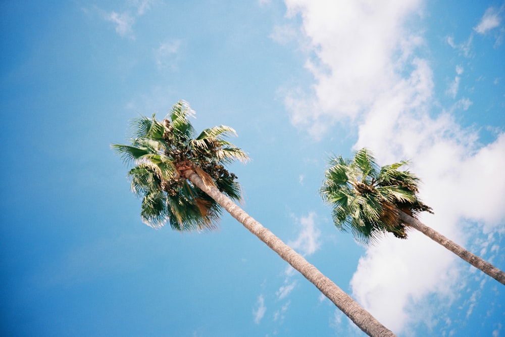 green palm tree under blue sky during daytime