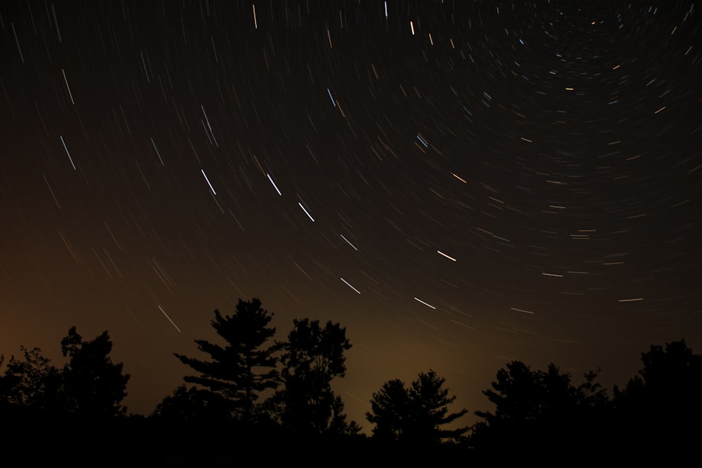 silhouette of trees under starry night