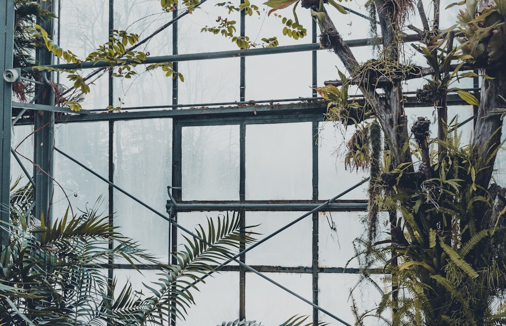 温室内の緑の葉の植物