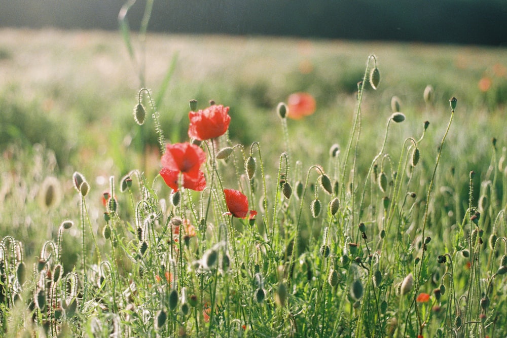 fleur rouge sur le champ d’herbe verte pendant la journée