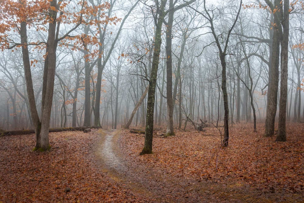 brown trees on brown field during daytime