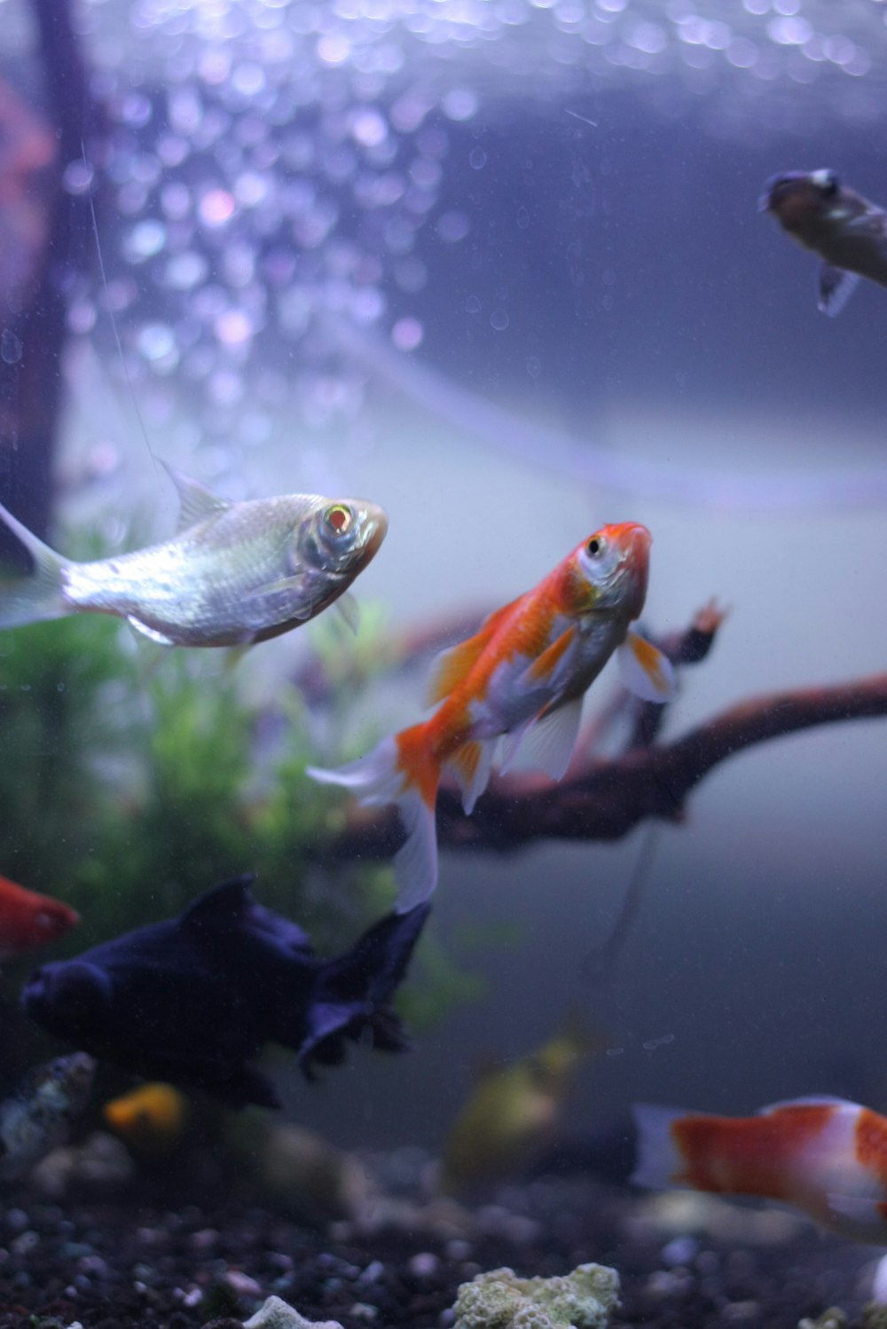 orange and white fish in fish tank