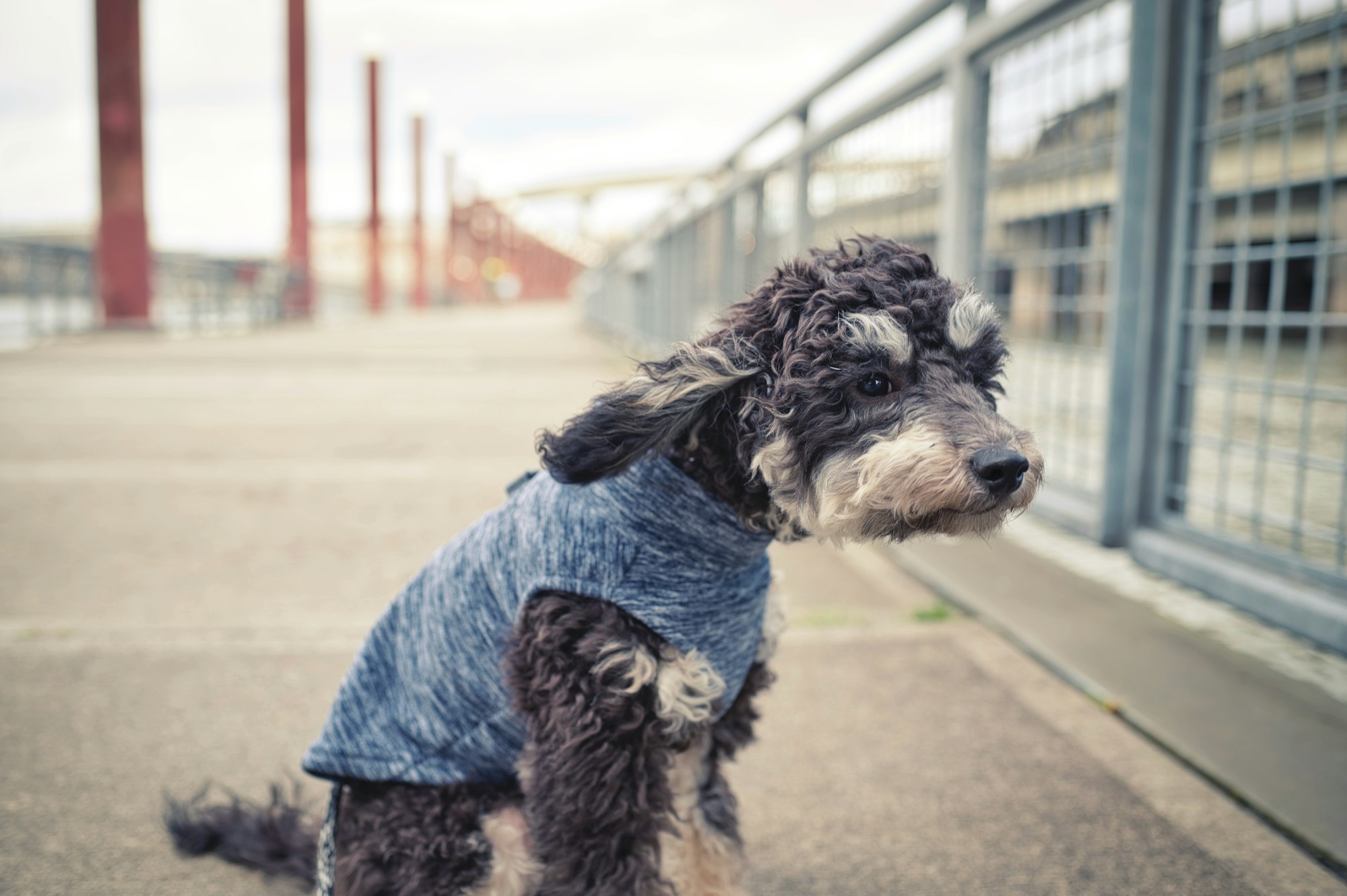 Dog with jacket leaning into the wind on a boardwalk.