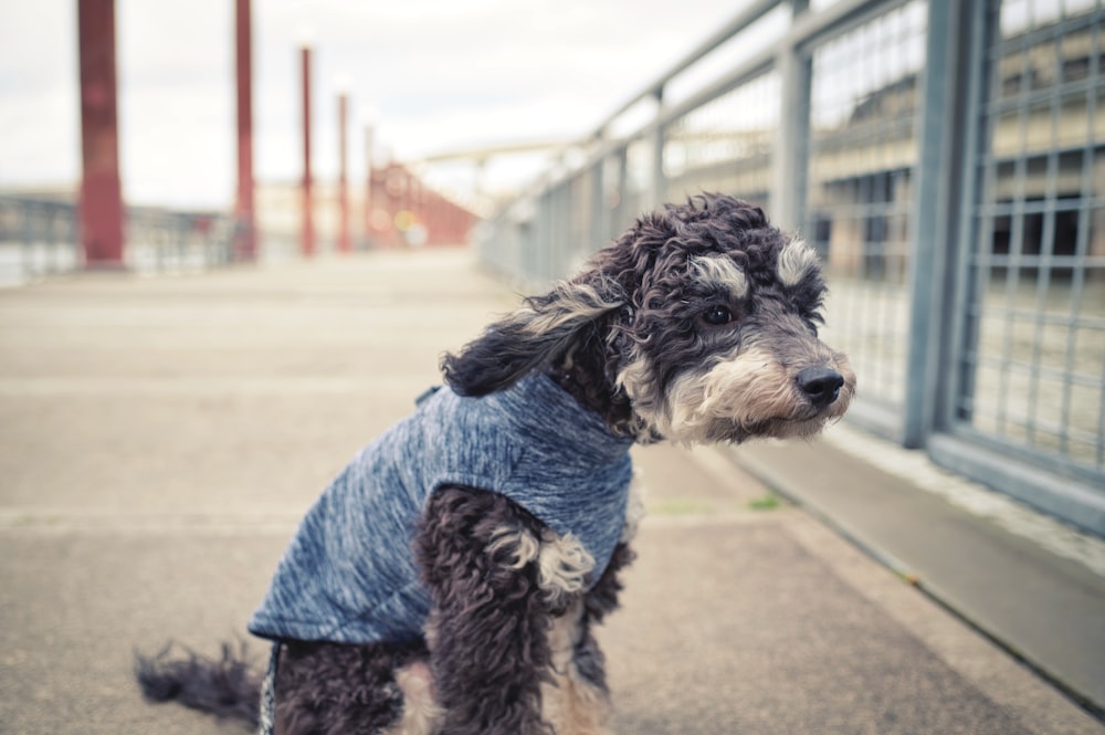 petit chien noir et brun à poil long