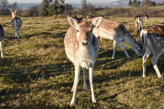 brown and white deer on green grass field during daytime in Kent United Kingdom