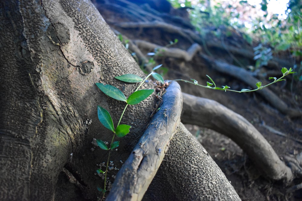 un tronco d'albero con una pianta che cresce da esso