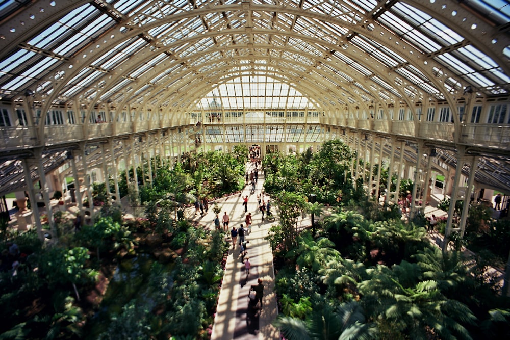 green plants inside greenhouse during daytime