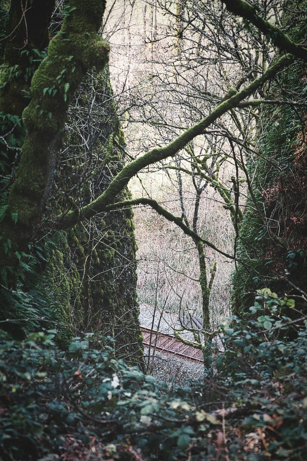 a bench sitting in the middle of a forest