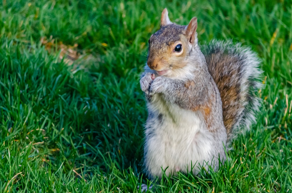 gray and white squirrel on green grass during daytime