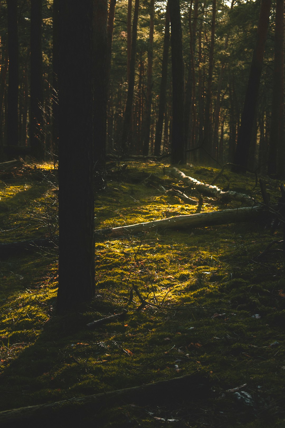 Forest photo spot Berlin Potsdam