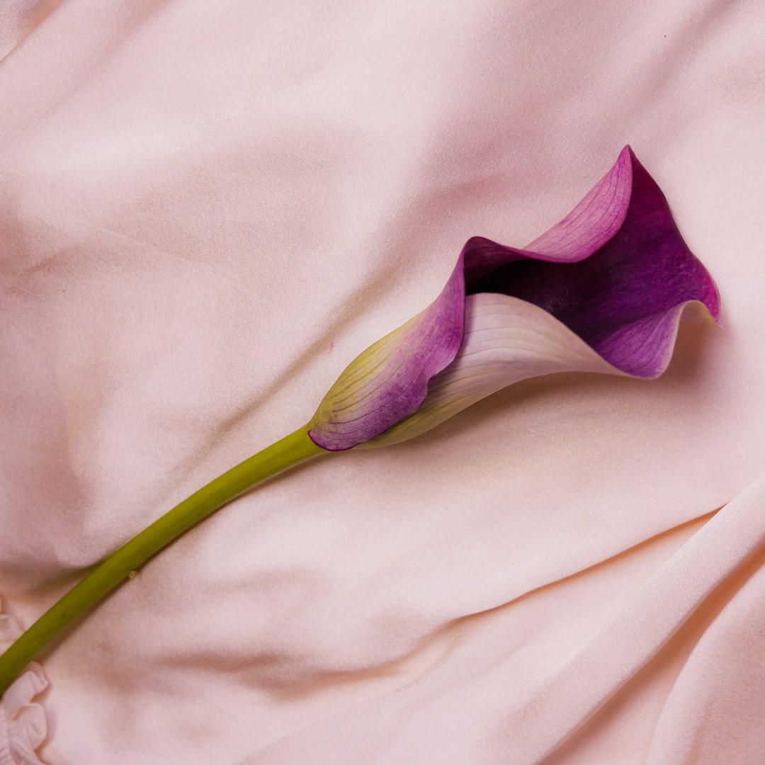 Calla - minimalistic flower