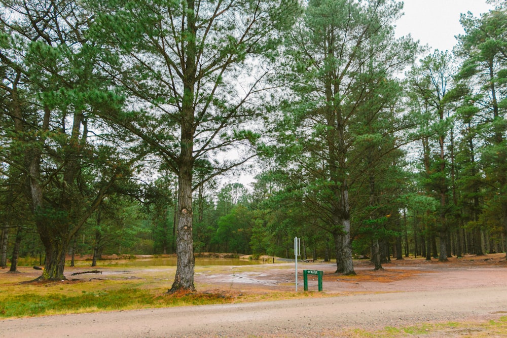 a dirt road in the middle of a forest