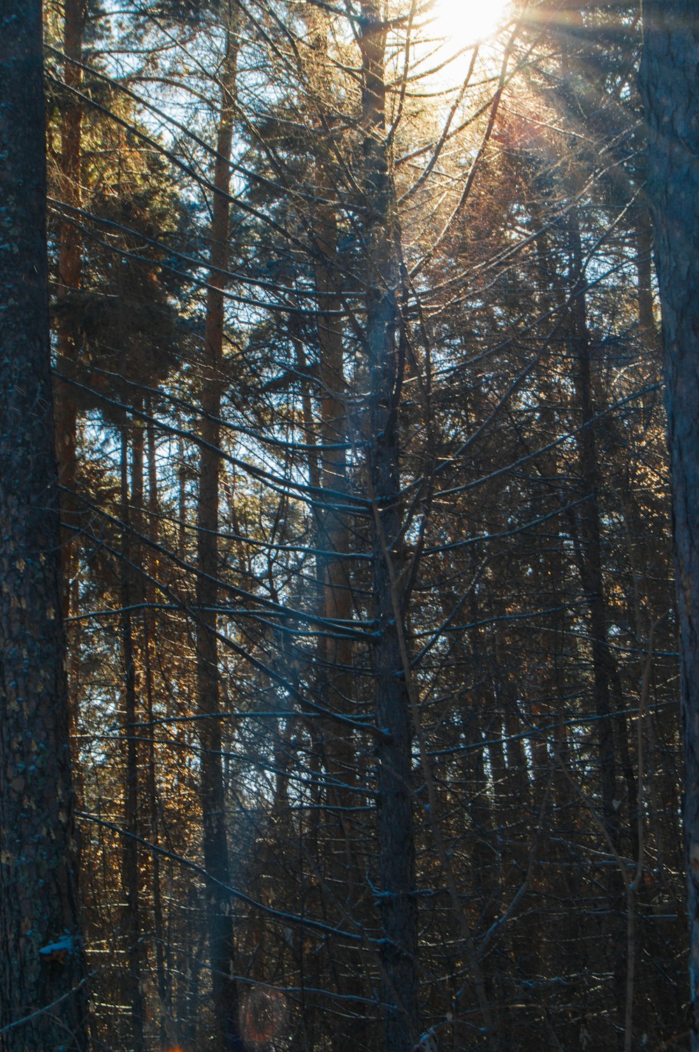 brown trees with brown leaves