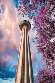 purple leaf trees near gray concrete building during daytime