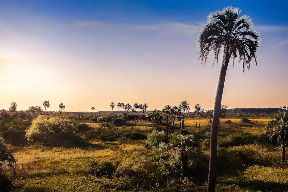 green grass field with palm trees during daytime