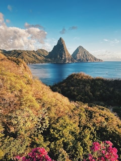 green and brown trees near body of water during daytime