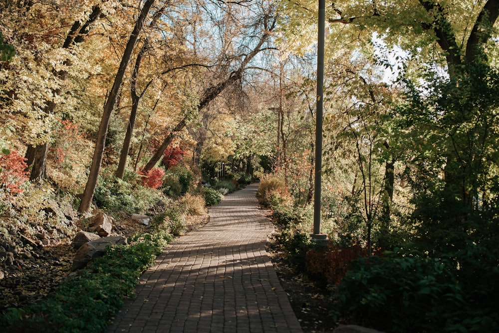 brown trees on gray concrete pathway