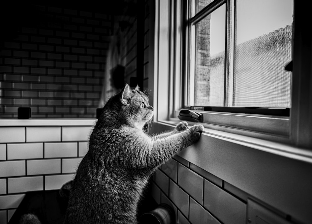 grayscale photo of cat on window