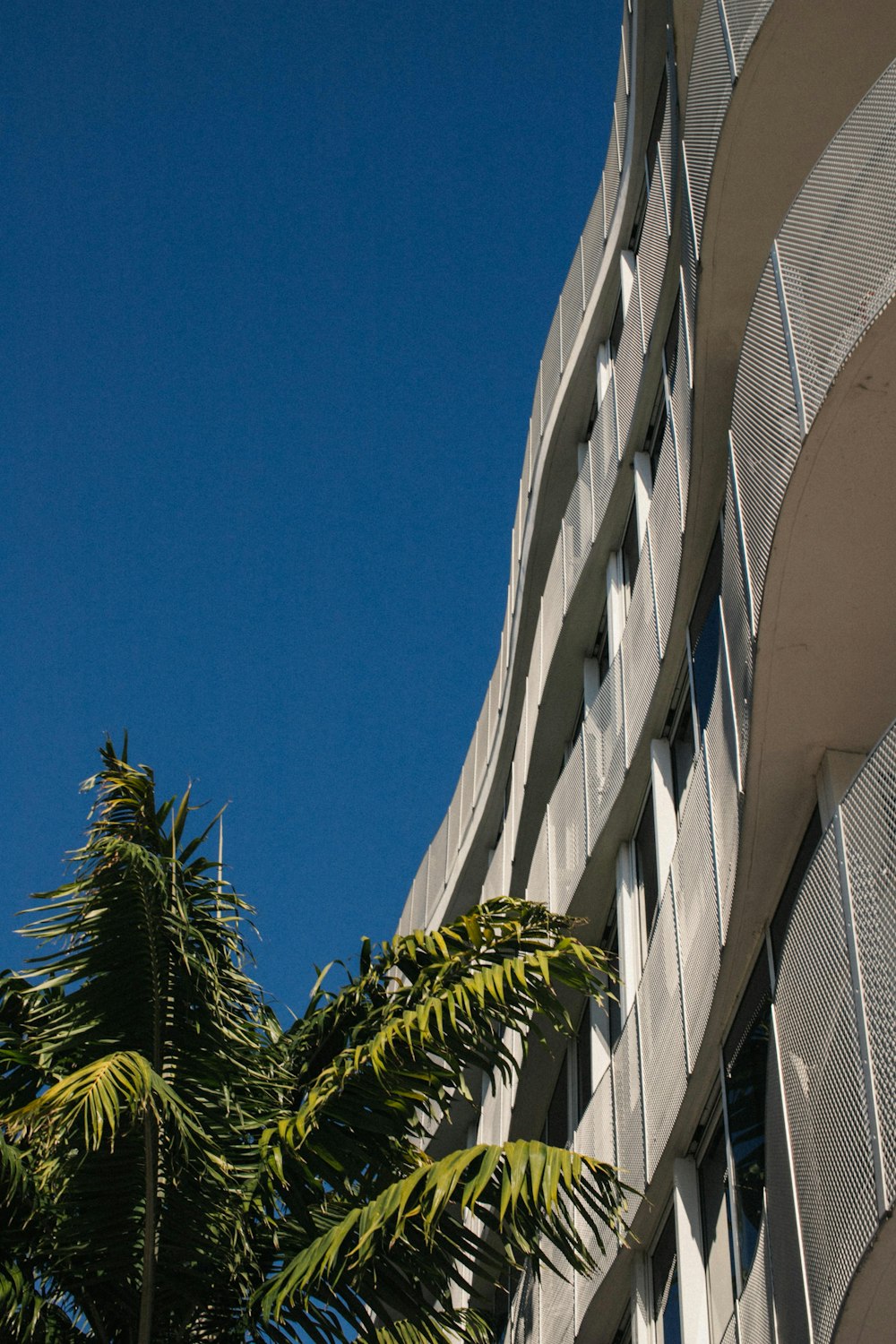 green palm tree beside white concrete building