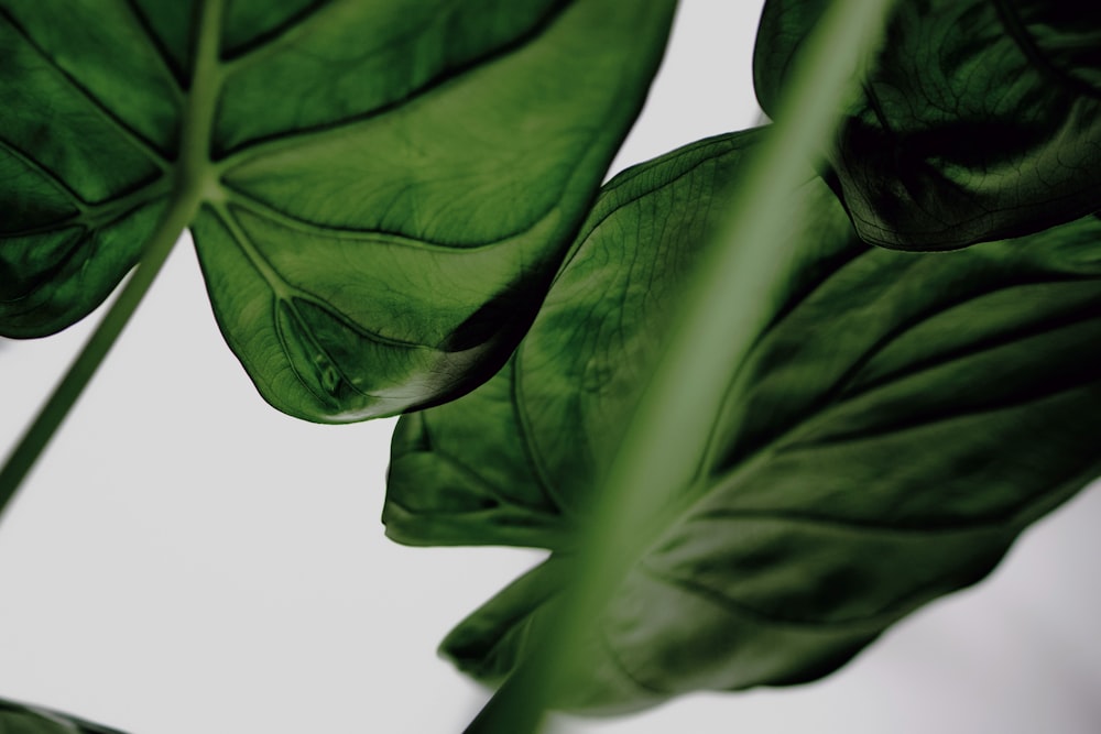 green leaves on white background