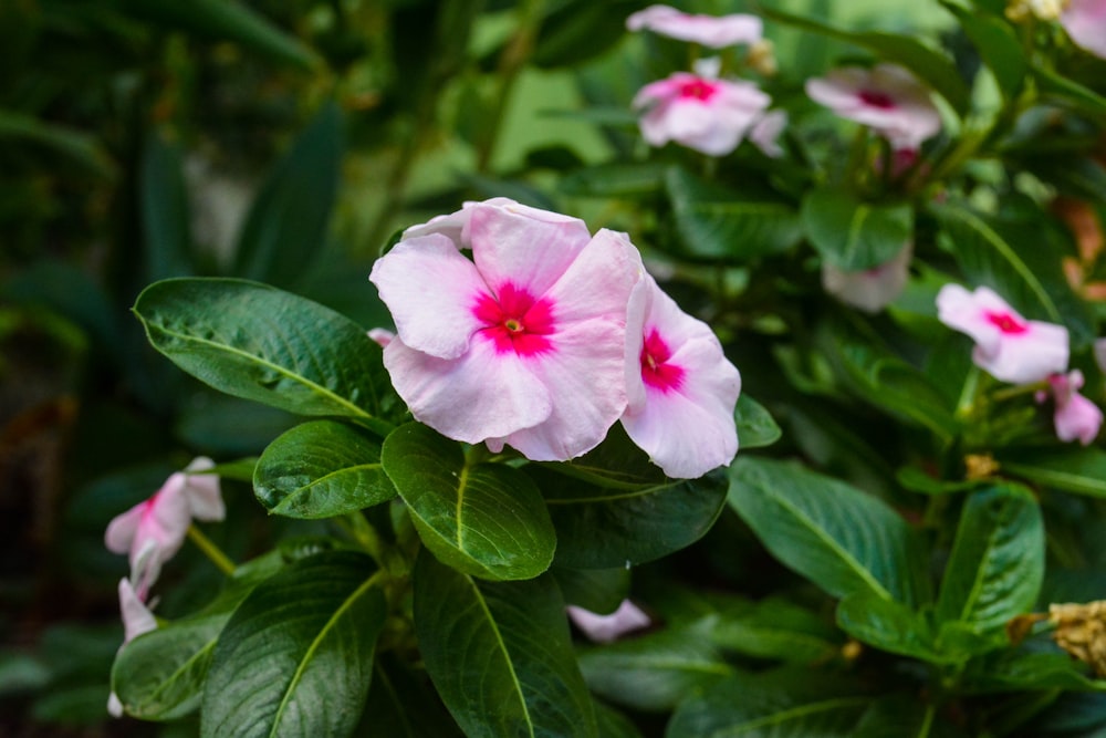 white and pink flower in macro shot