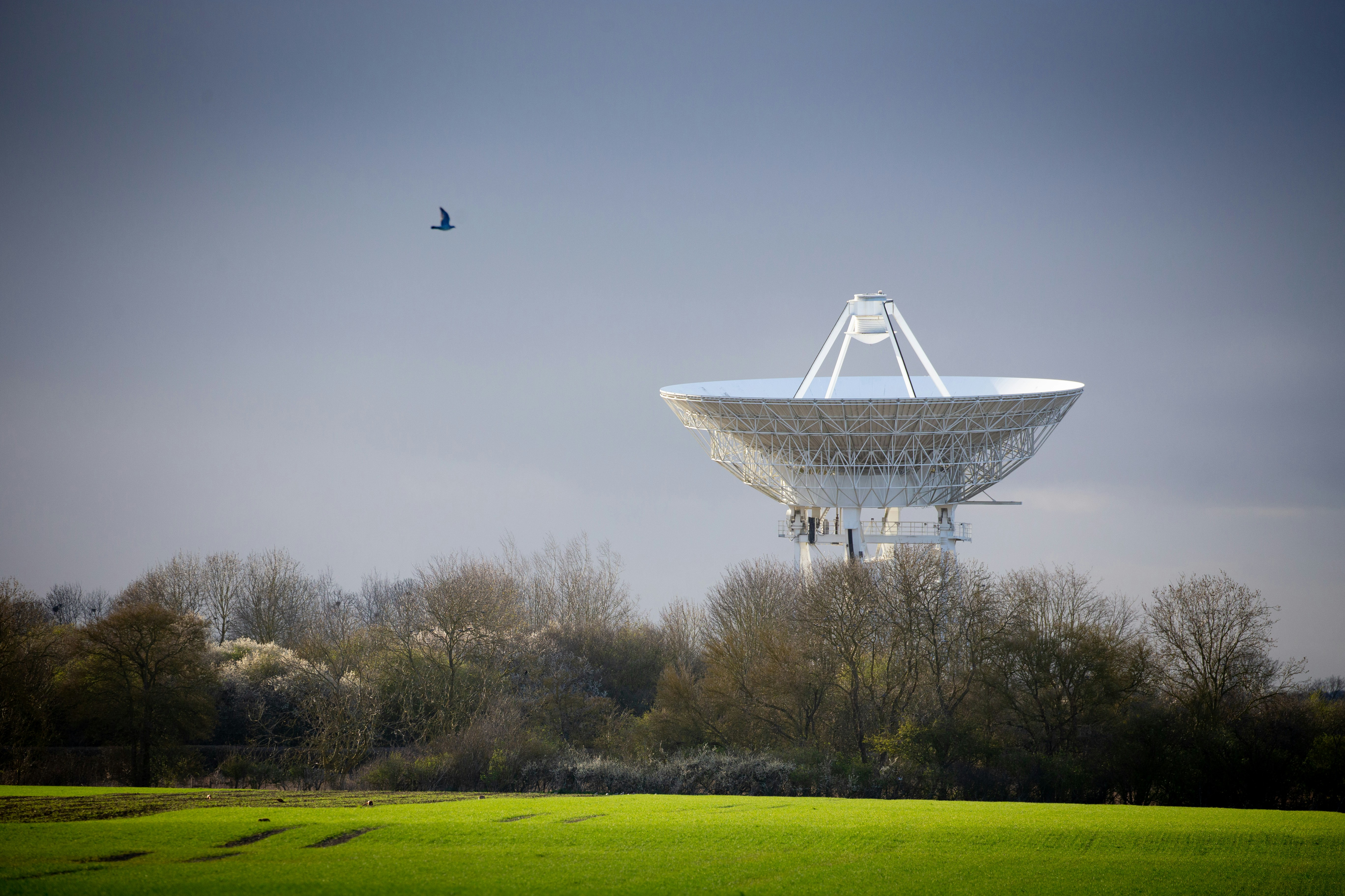 bird flying over the building during daytime