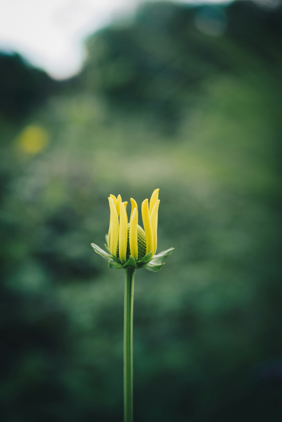 yellow flower in tilt shift lens