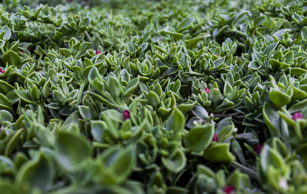 green and red plant buds