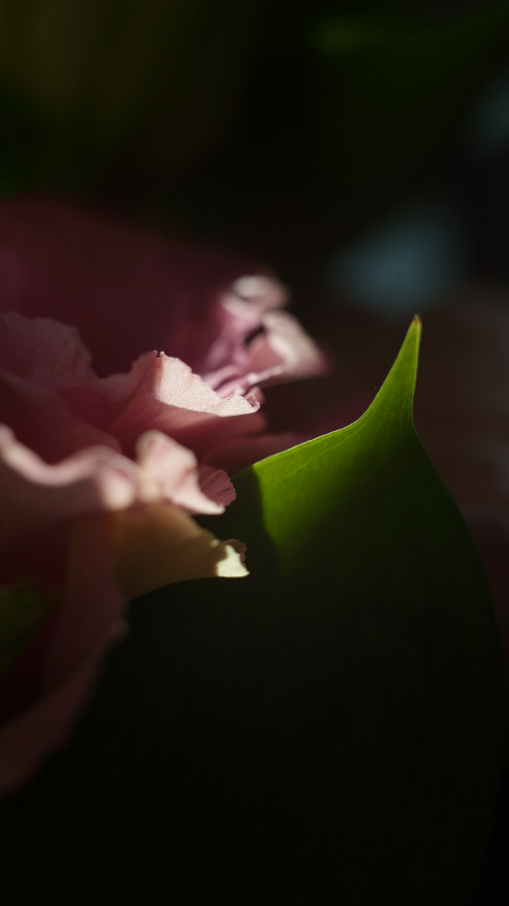 pink and white flower in close up photography