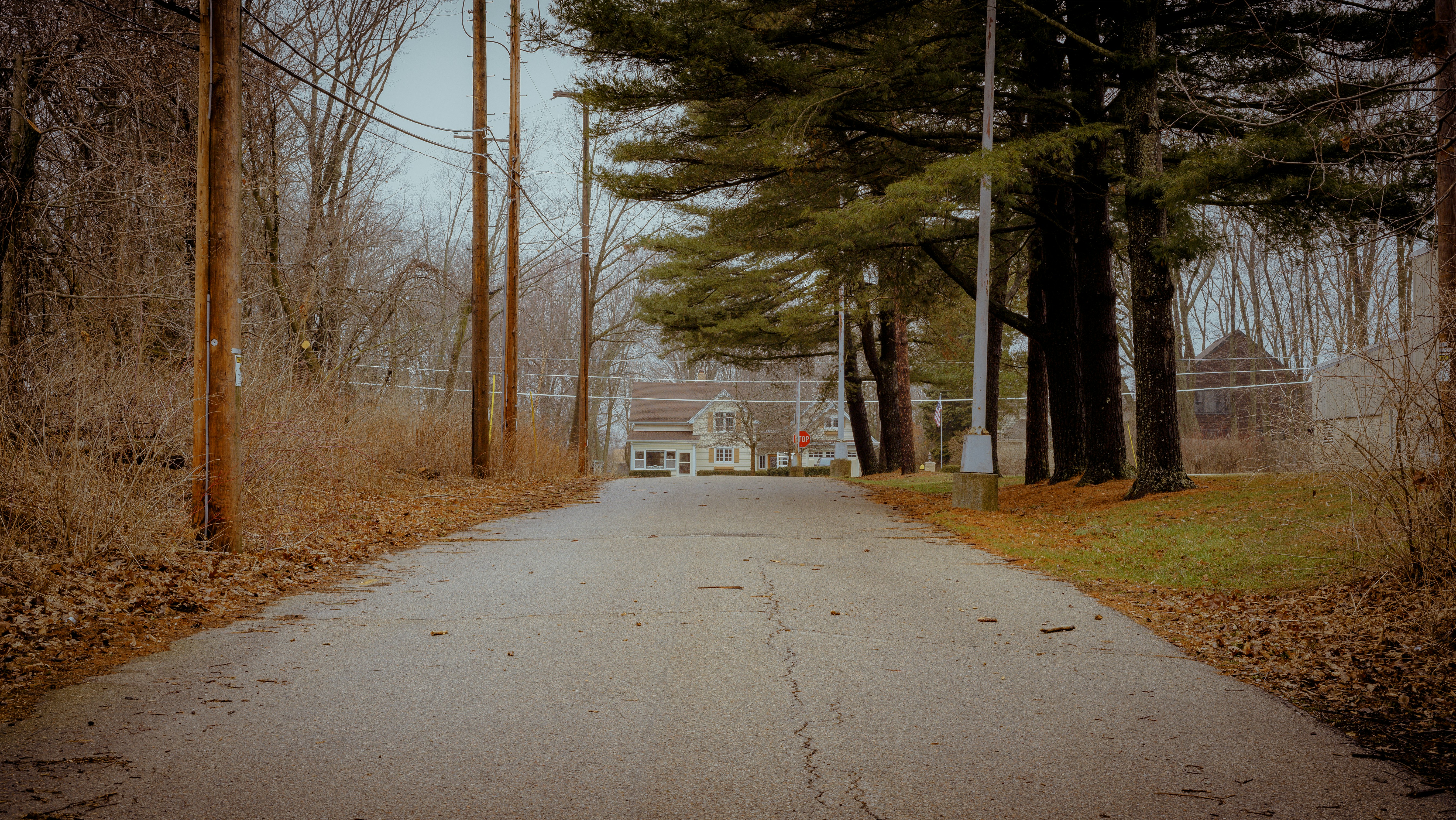 gray concrete road between trees during daytime