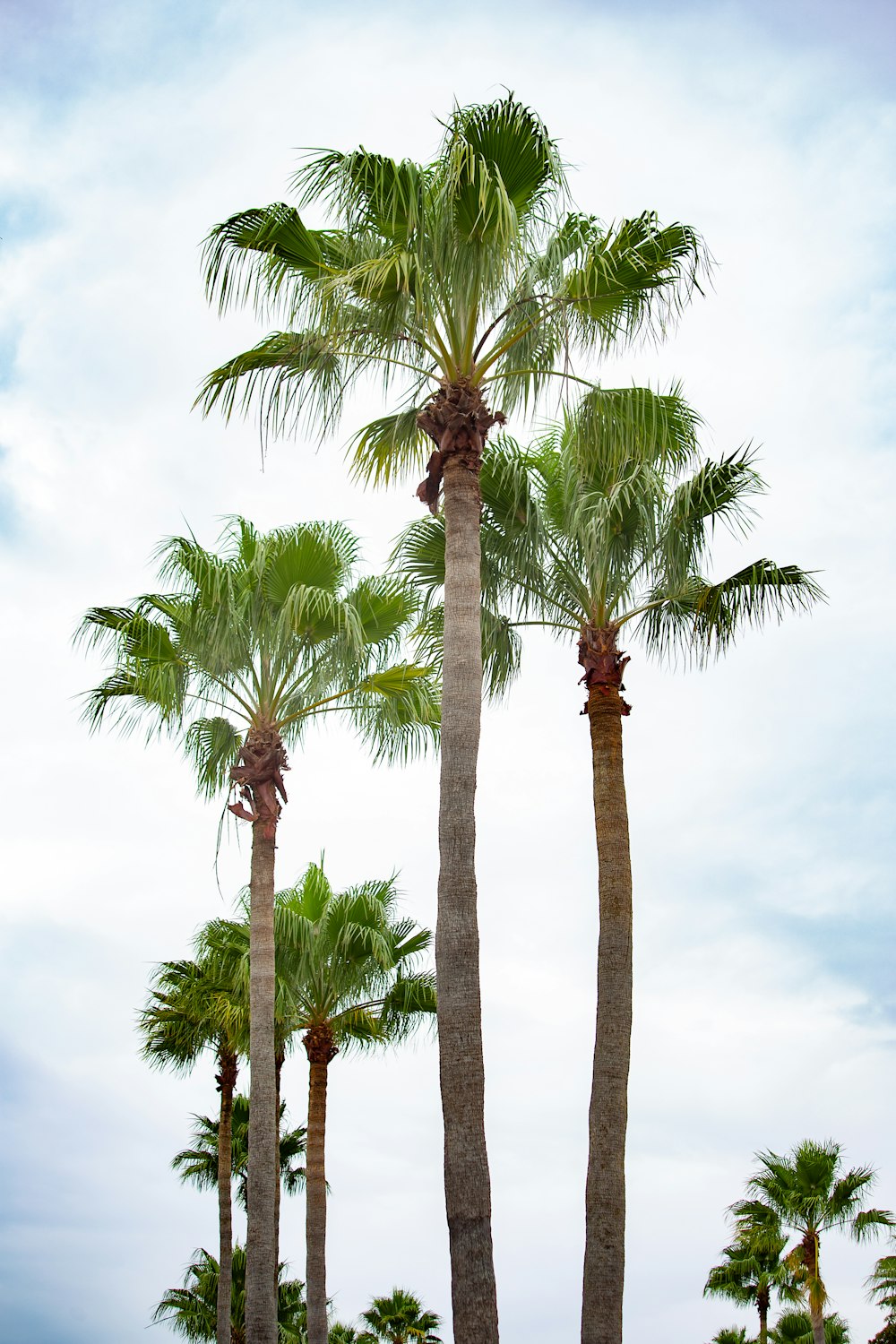 green palm tree under blue sky during daytime