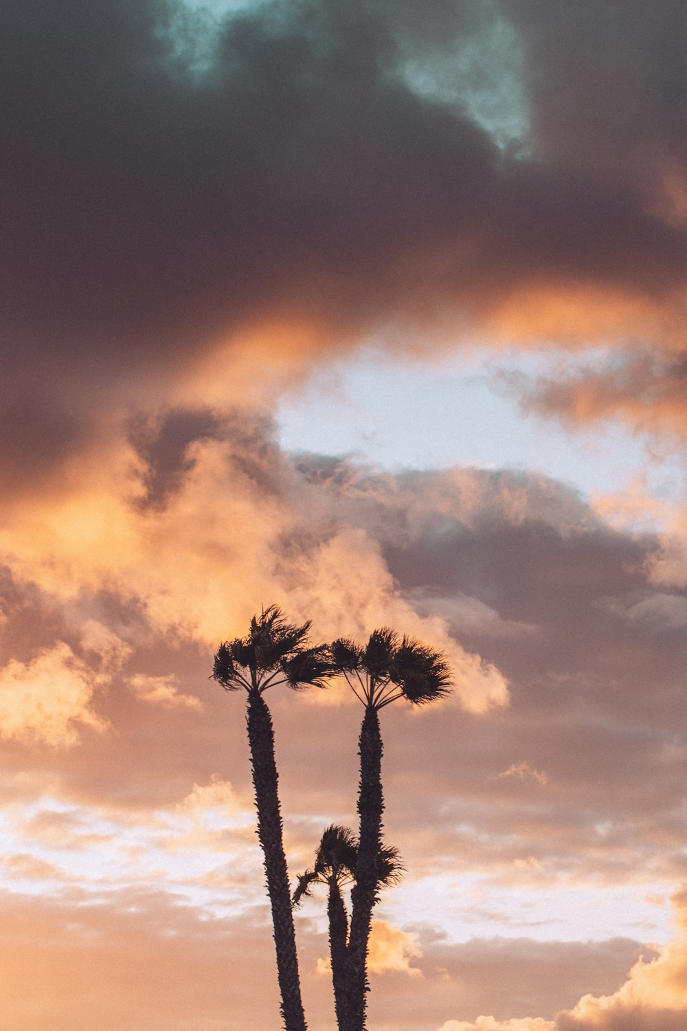 palm tree under cloudy sky during sunset