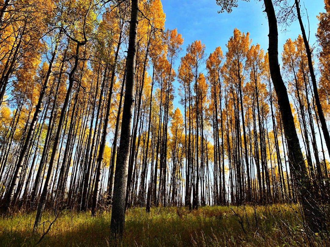 Forest photo spot Yellowhead County Alberta