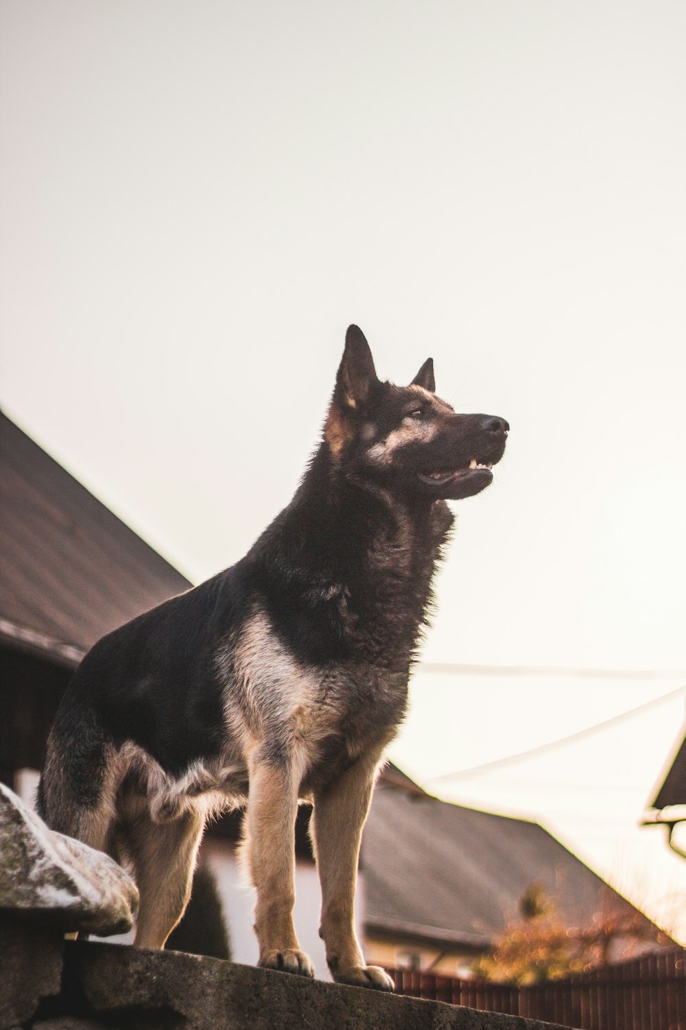 filhote de cachorro pastor alemão preto e bronzeado