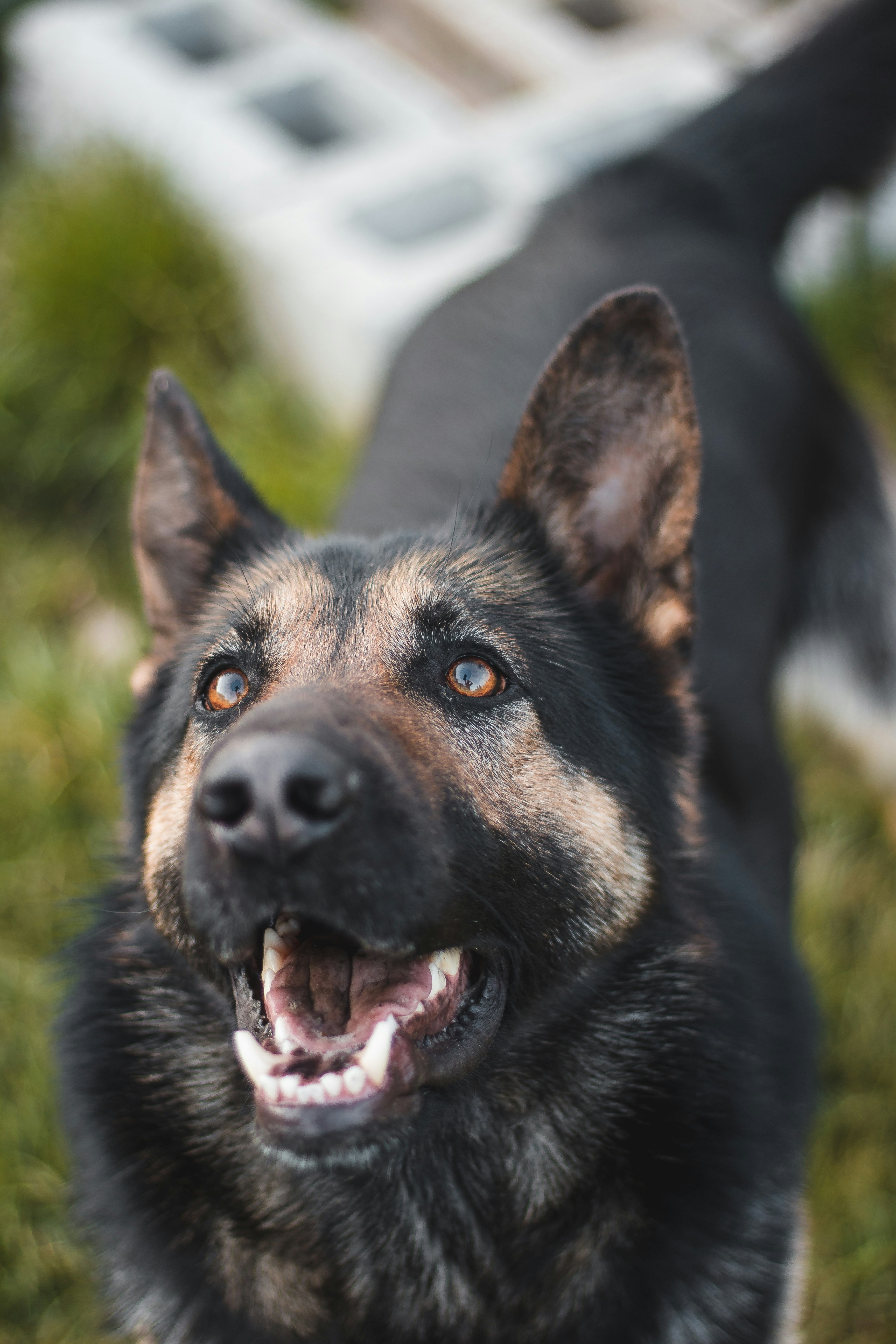 black and tan german shepherd