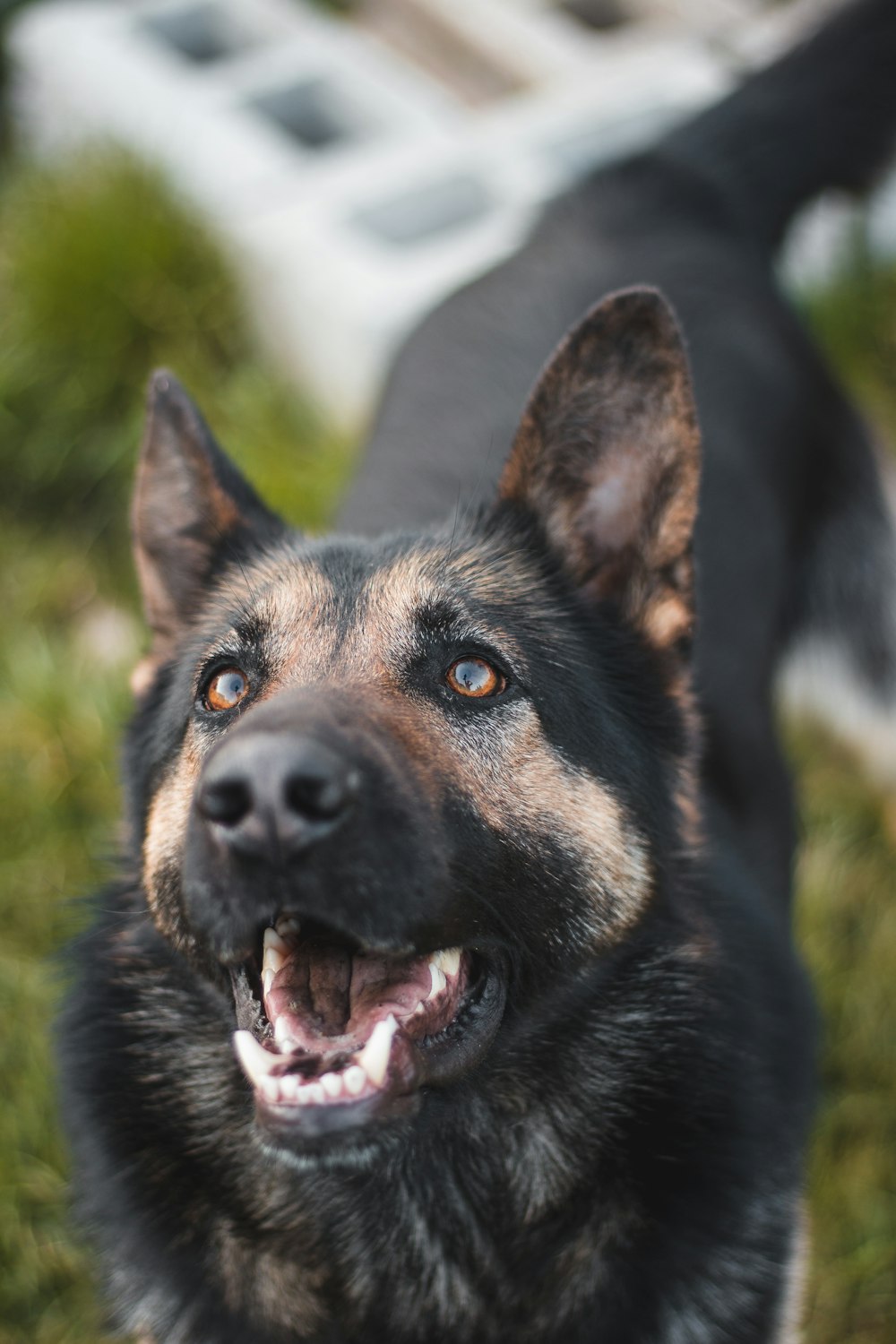 Schwarzer und brauner Deutscher Schäferhund